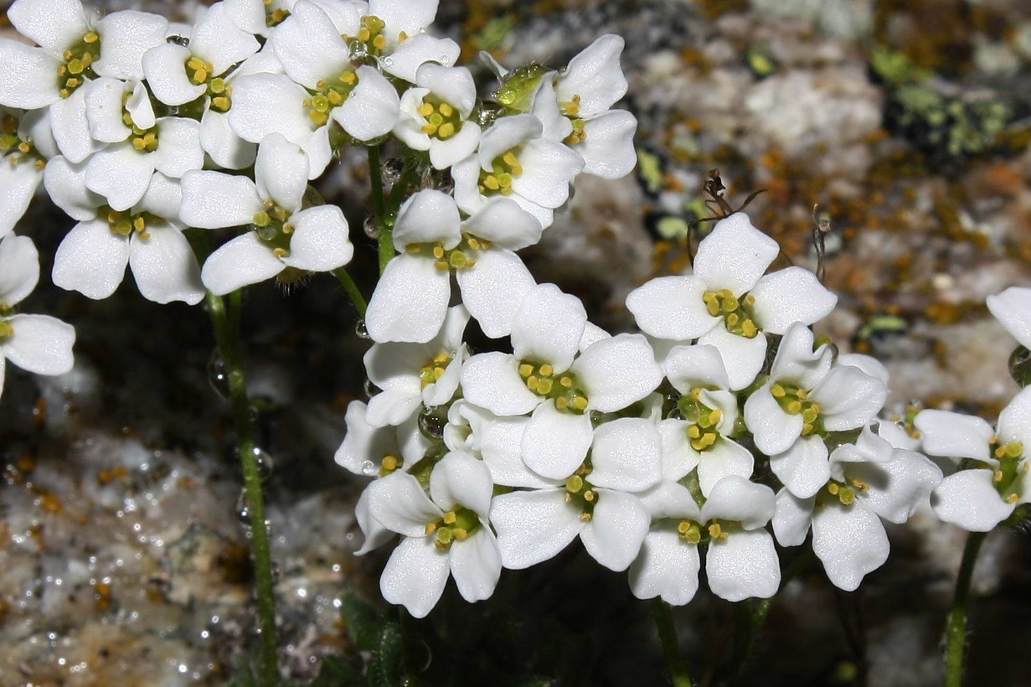 Brassicacea: Draba sp.